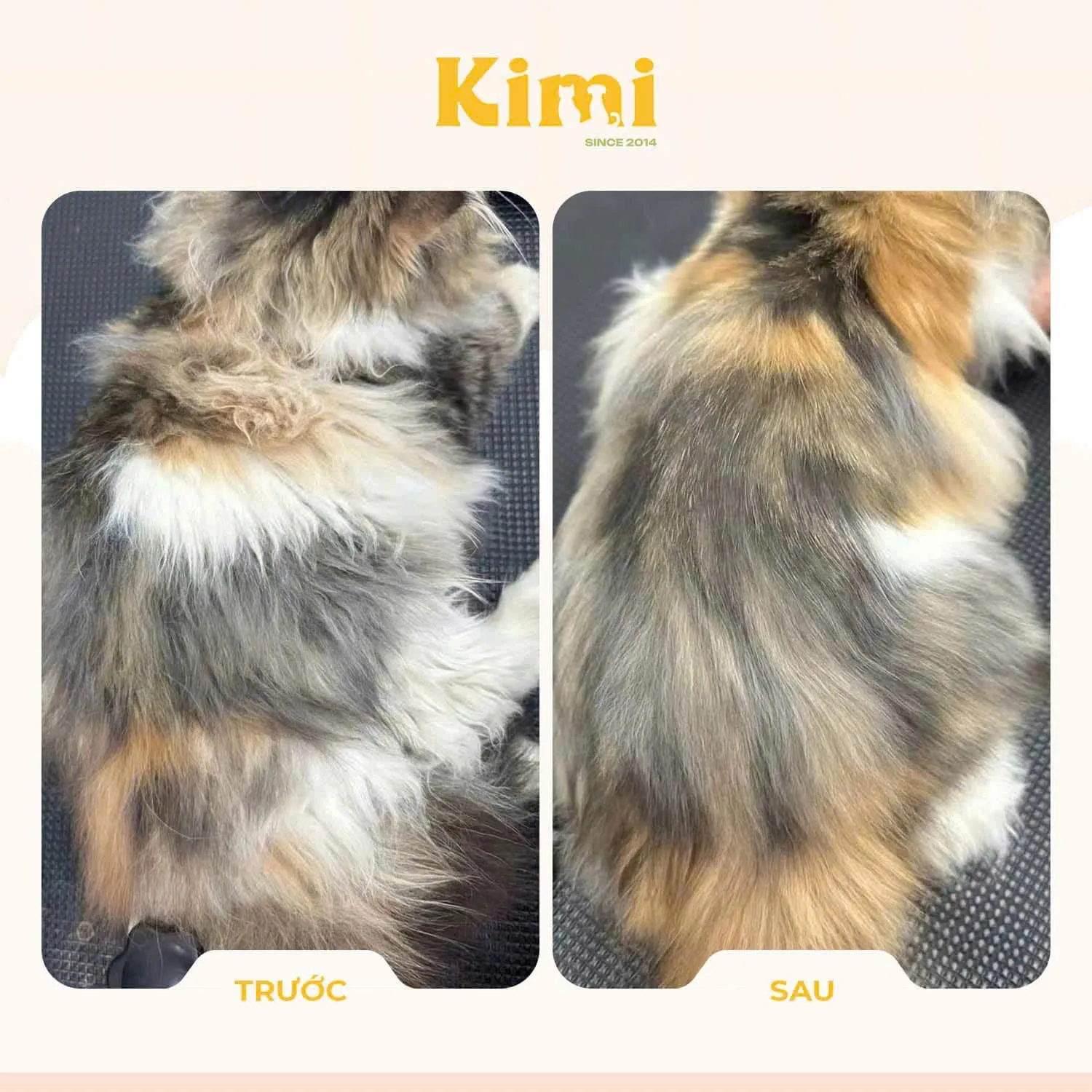 Grooming cho mèo Anh lông ngắn