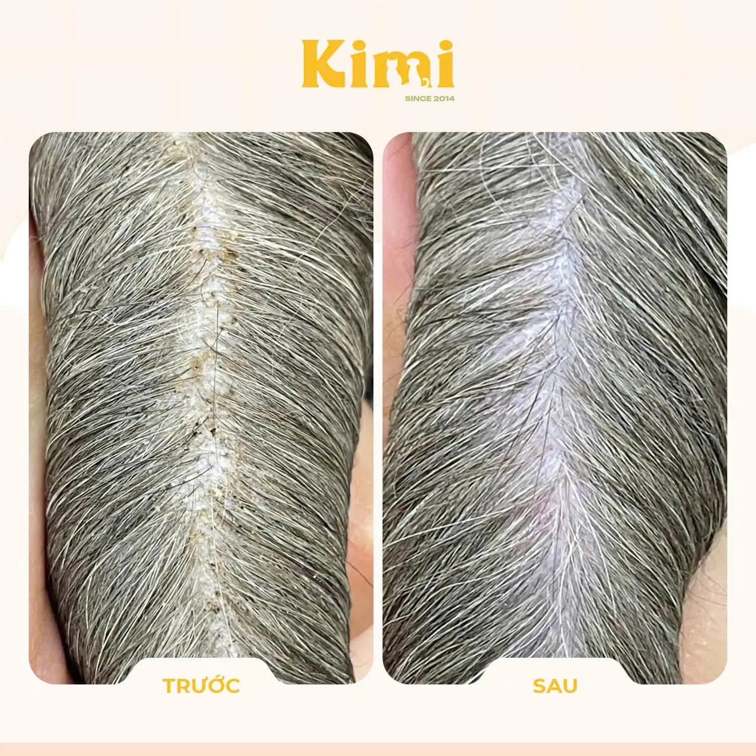 Chăm sóc lông cho mèo Maine Coon