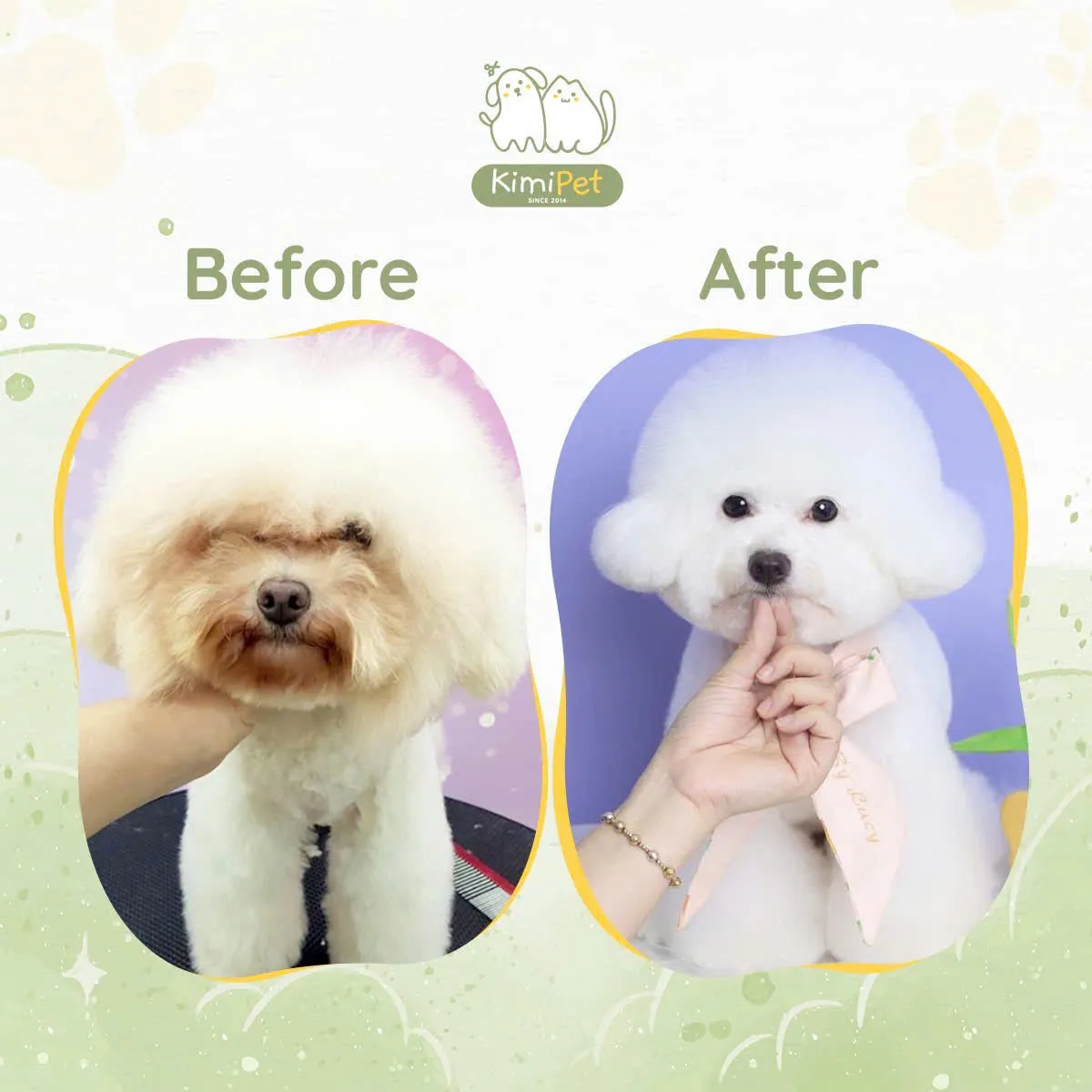 Chăm sóc toàn diện cho mèo lông dài