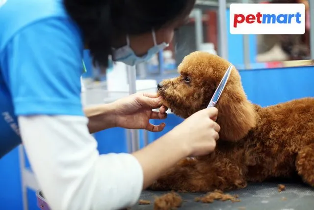 Chú chó được groomer chuyên nghiệp cắt tỉa lông tại Hà Nội