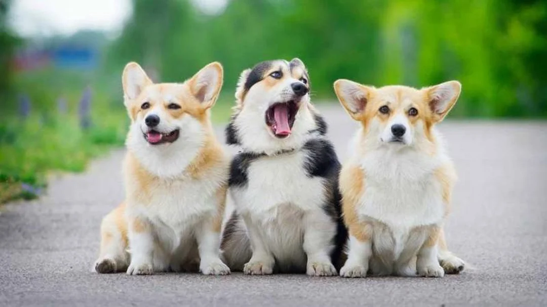 câu hỏi thường gặp về giá chó corgi ở việt nam