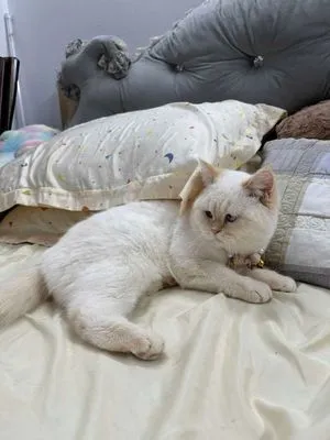 Mèo Anh lông ngắn màu trắng