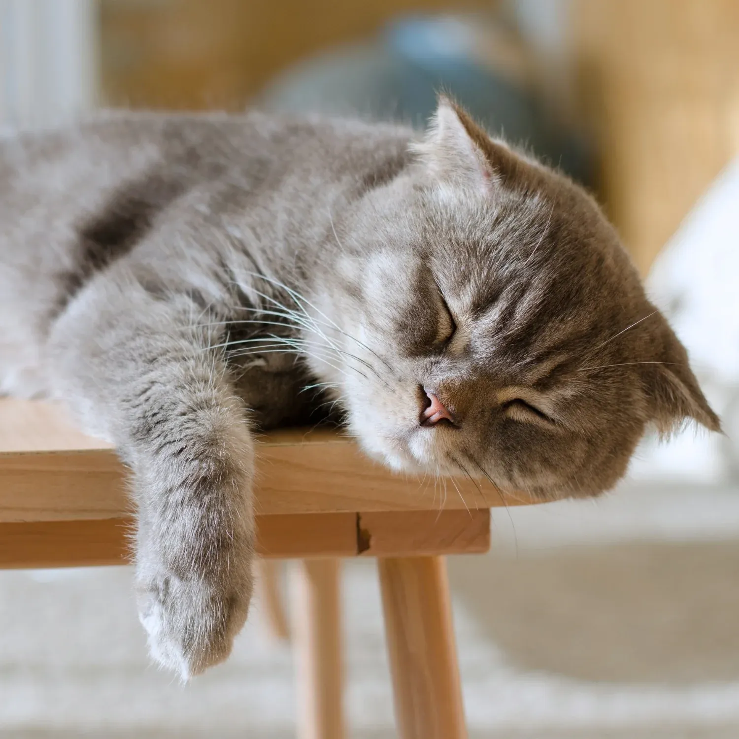 Mèo có biểu hiện mệt mỏi, khó chịu sau khi ăn cỏ cần được kiểm tra sức khỏe