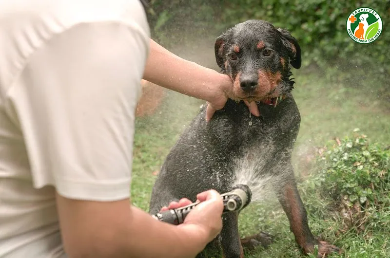 Tắm rửa cho Rottweiler để cơ thể chó luôn sạch sẽ