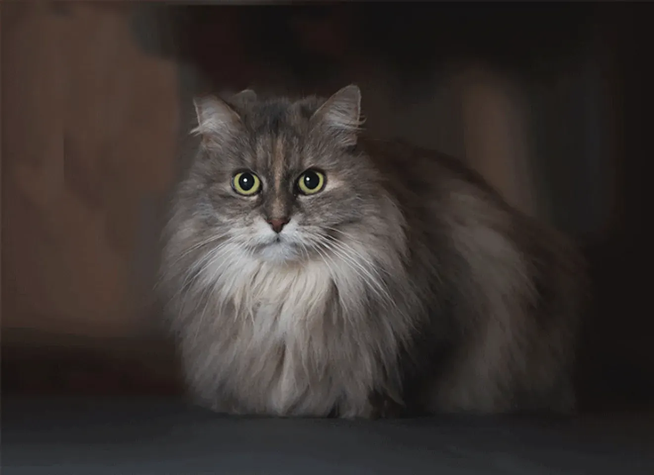 Một số dòng thức ăn hỗ trợ lông mèo mềm và khỏe hơn