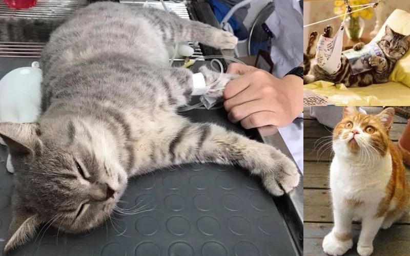 Chấn thương là nguyên nhân phổ biến khiến đệm chân mèo sưng