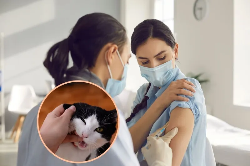 MÃ¨o cáº¯n cÃ³ cáº§n chÃ­ch ngá»«a khÃ´ng? ChÃ­ch ngá»«a mÃ¨o cáº¯n bao nhiÃªu tiá»n 1