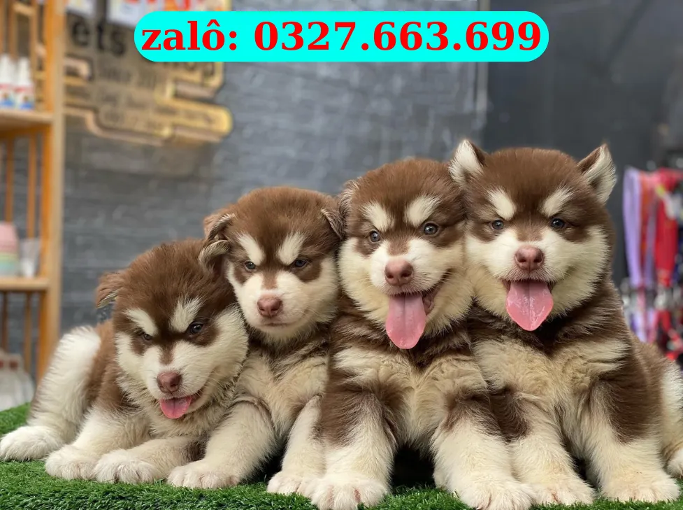 Chó Alaska Malamute tại Đà Nẵng