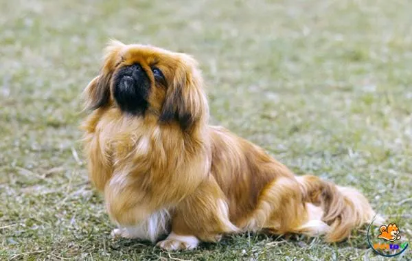 chó Bắc Kinh với lông dài