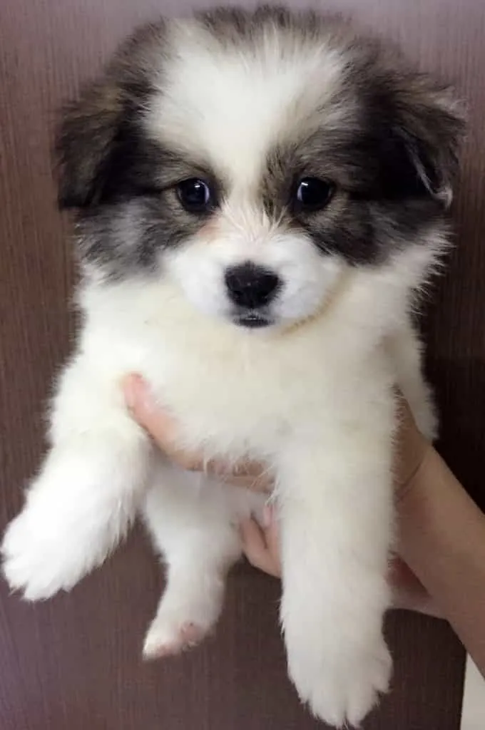 Chó Bắc Kinh lai Nhật