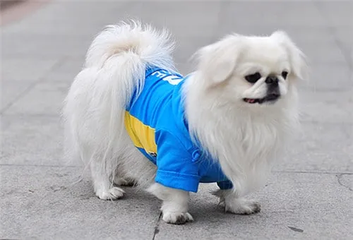 chÃ³ báº¯c kinh