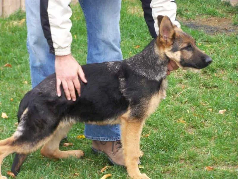 Chó Becgie Đức 5 tháng tuổi đang rèn luyện thể lực với bài tập chạy bộ ngoài trời