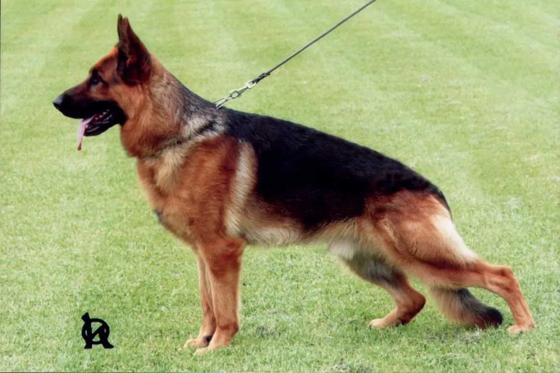 Chó Becgie Đức trưởng thành với thân hình săn chắc và bộ lông bóng mượt