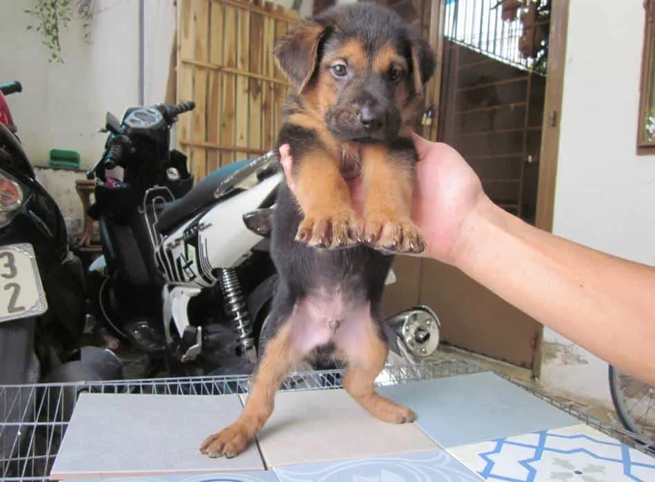 Giống chó Becgie lai Phú Quốc với đặc điểm thông minh và nhanh nhẹn