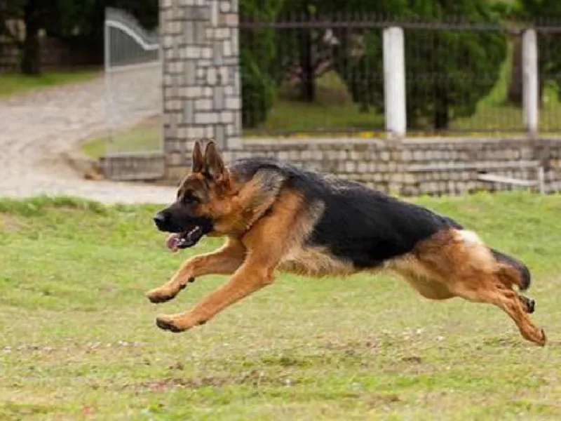 Giống chó Becgie Đức thuần chủng làm nền tảng gen cho thế hệ F2