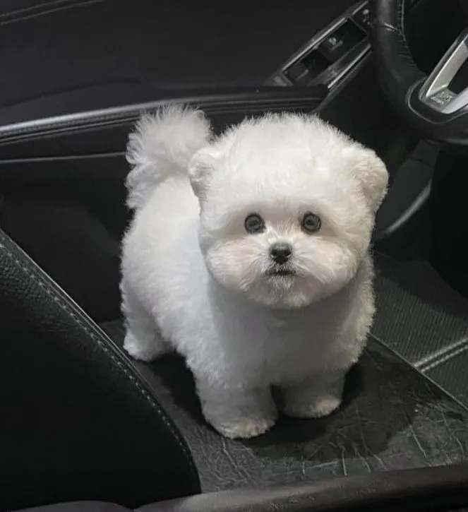 Chó Bichon Frise tại Đà Nẵng