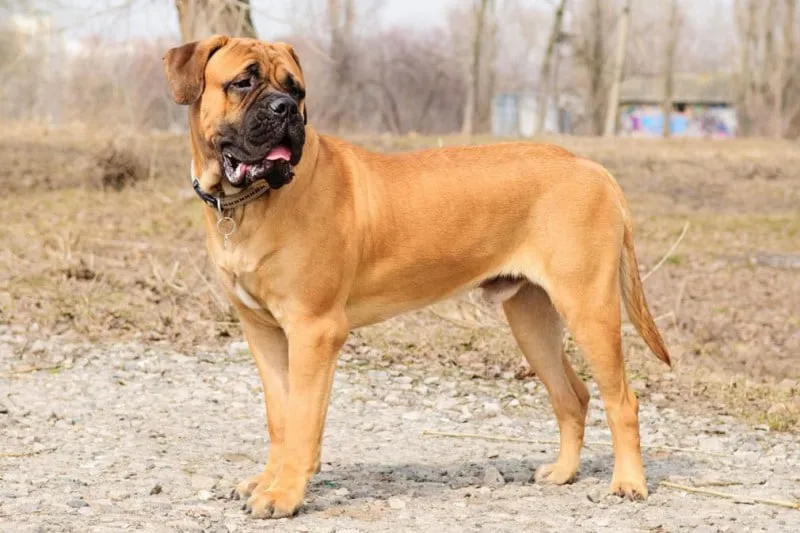 Giống chó Bullmastiff với thân hình to lớn và khuôn mặt uy nghiêm đang trông chừng lối vào