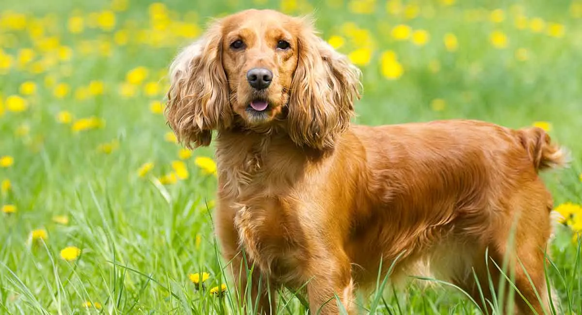 Chó Cocker Spaniel cực kỳ quấn chủ