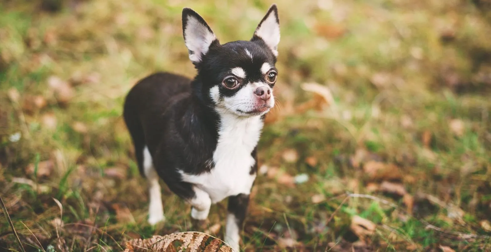 Chó Chihuahua nhỏ nhắn với bộ lông ngắn, đôi mắt to tròn và tai dựng đặc trưng