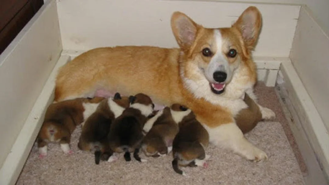 Chó corgi 1 tháng tuổi ăn dặm chó corgi 1 tháng tuổi ăn dặm bằng thức ăn mềm