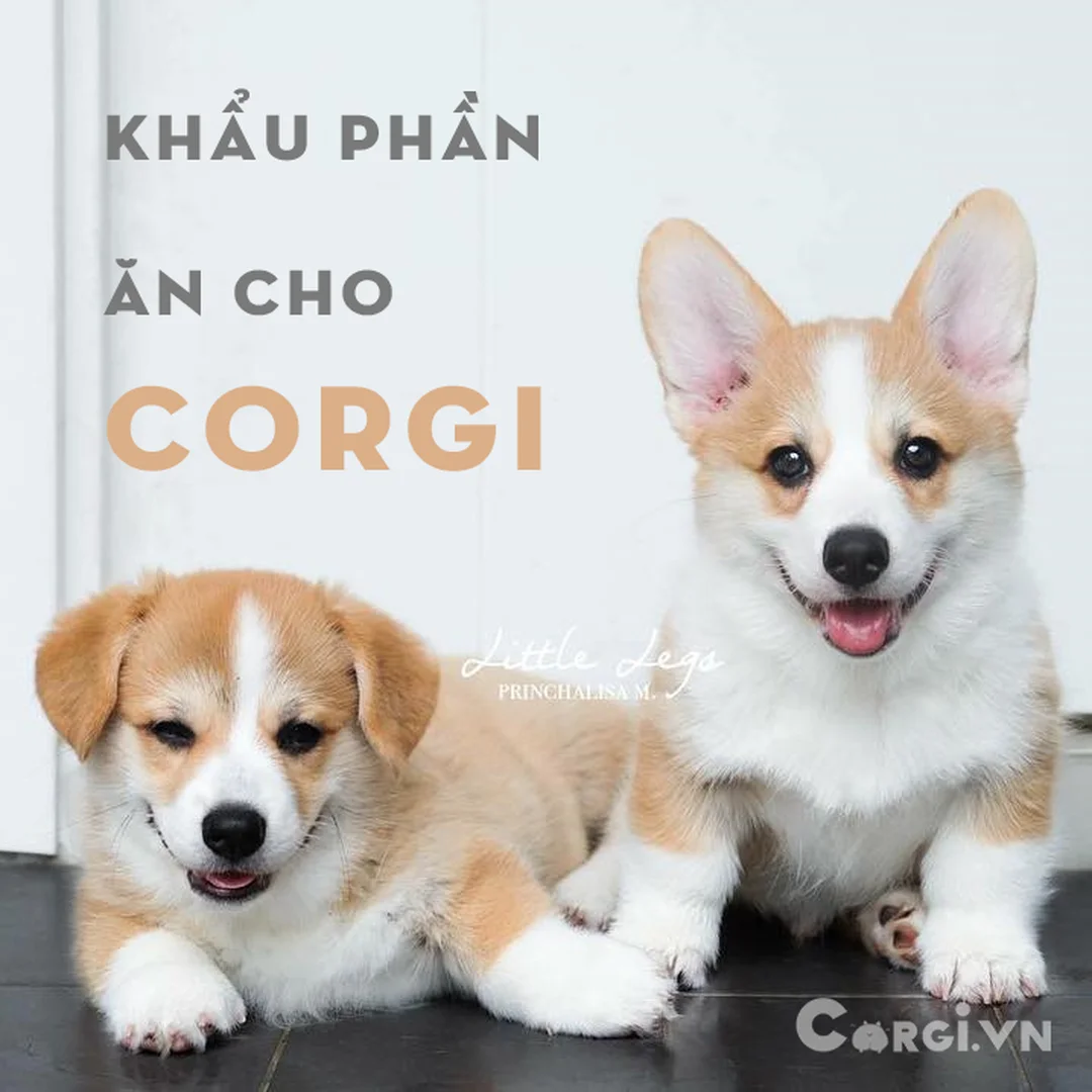 Chó corgi 1 tháng tuổi cần theo dõi dinh dưỡng và thú y chó corgi 1 tháng tuổi cần khám thú y trước tiêm phòng