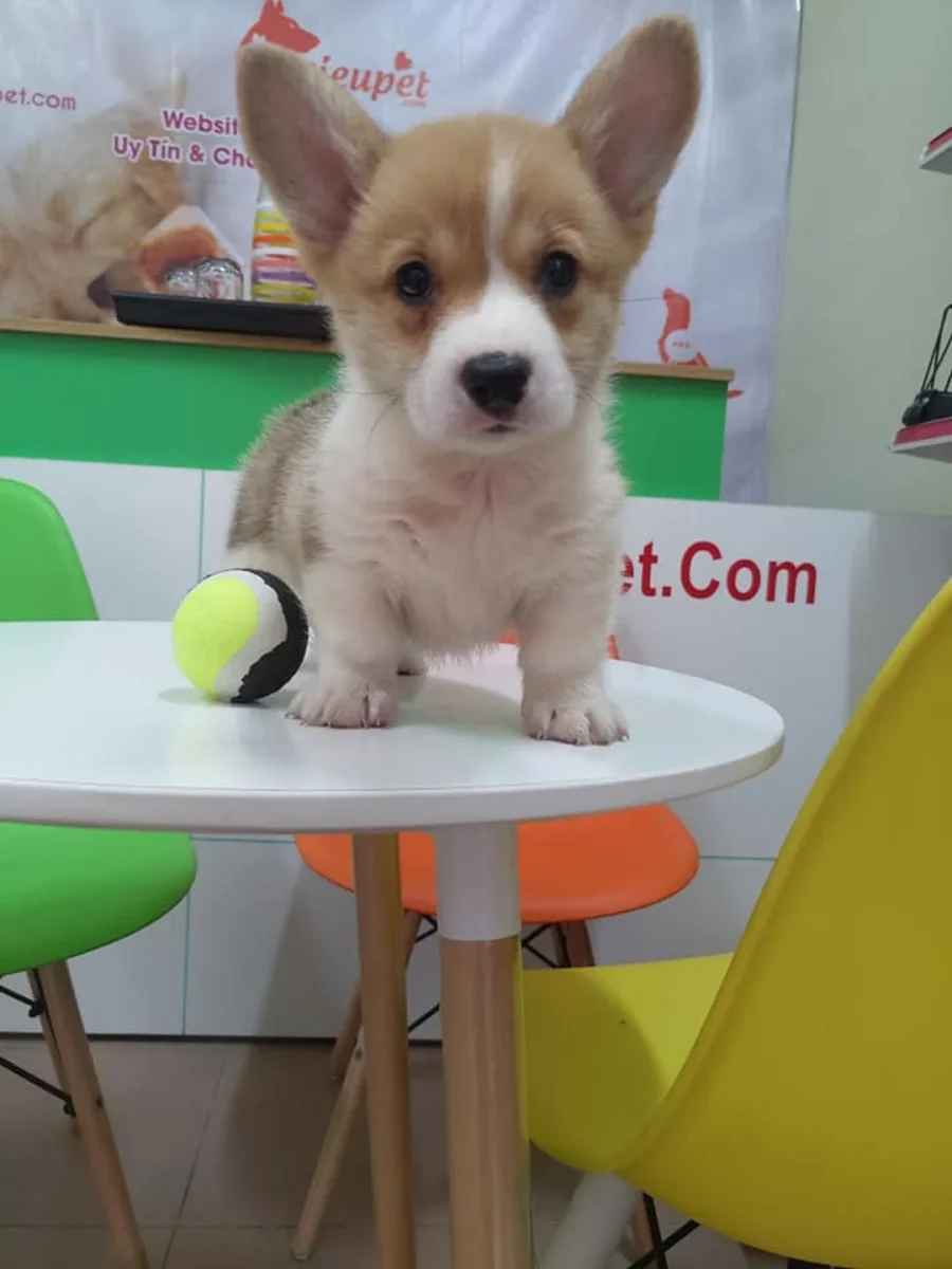 Chó corgi 1 tháng tuổi còn cần bú mẹ chó corgi 1 tháng tuổi còn cần bú mẹ và ở cùng đàn