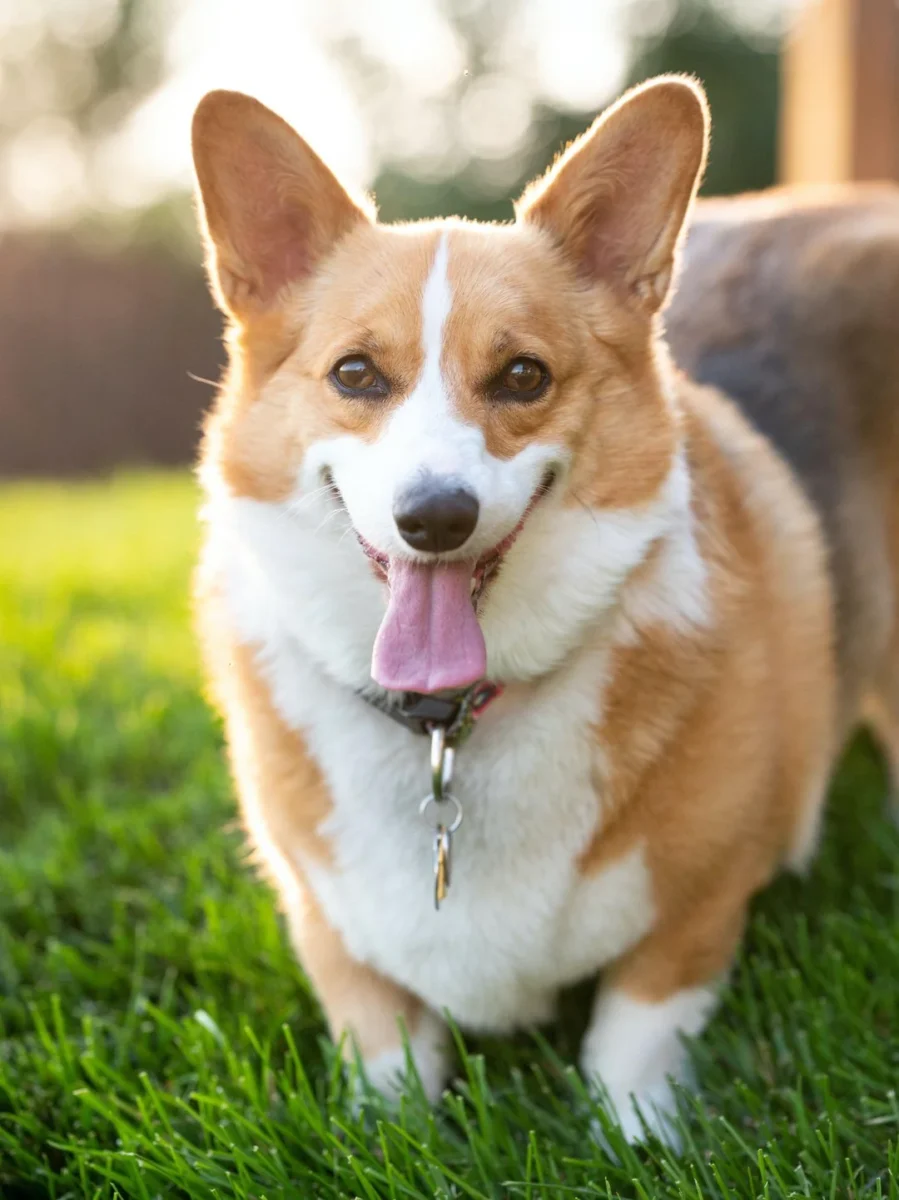 chó corgi ăn hạt và được theo dõi khẩu phần