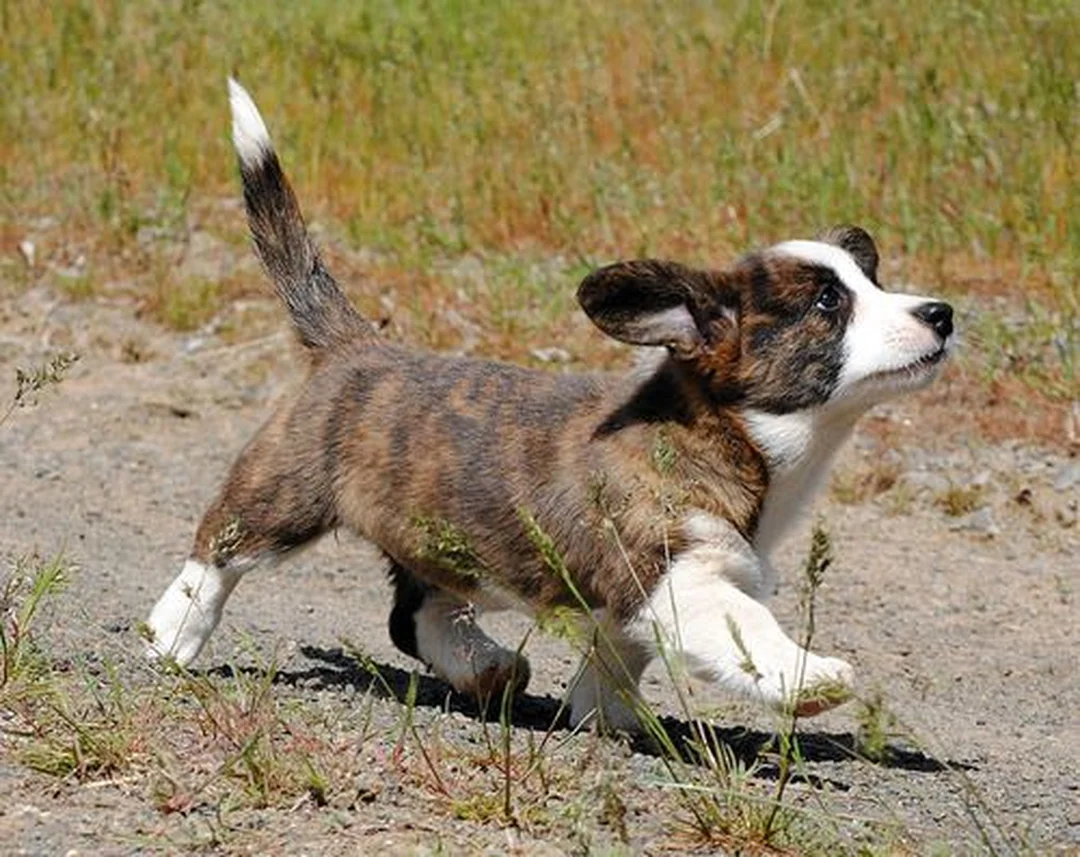 chó corgi cardigan canh gác với tư thế cảnh giác