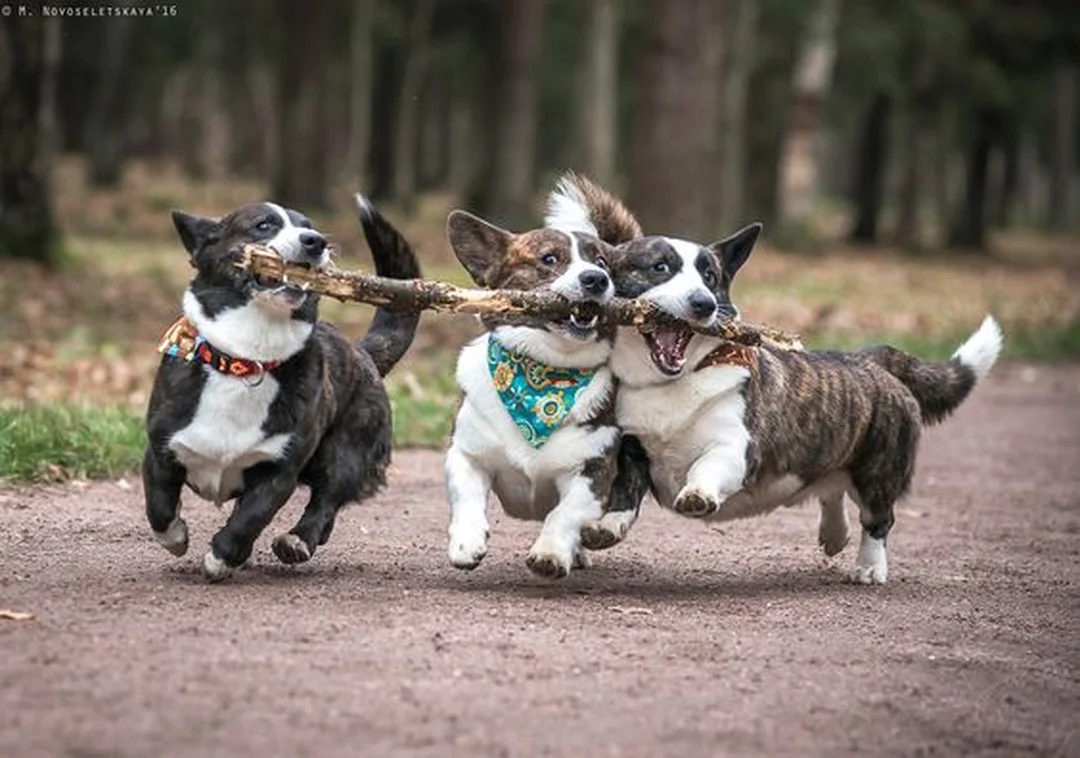 chó corgi cardigan cổ đại đứng nghiêng với bộ lông đẹp
