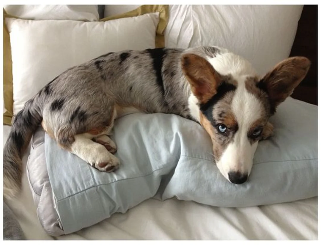 chó corgi cardigan được chăm sóc trong không gian sống trong nhà