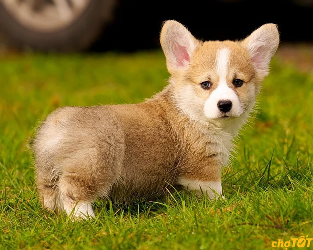 chó corgi chân ngắn giá bao nhiêu qua bảng giá tham khảo