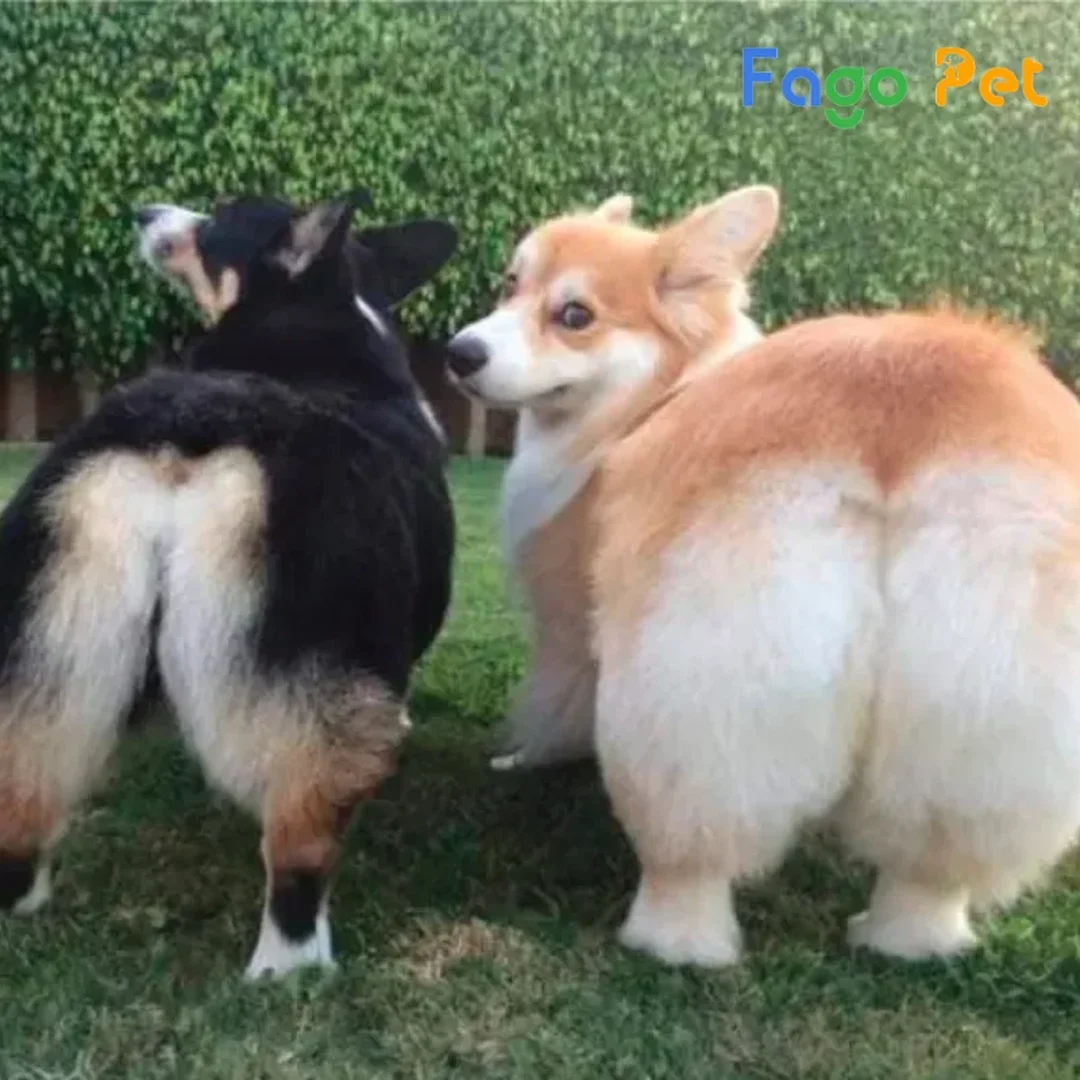 chó corgi chân ngắn pembroke welsh corgi thuần chủng