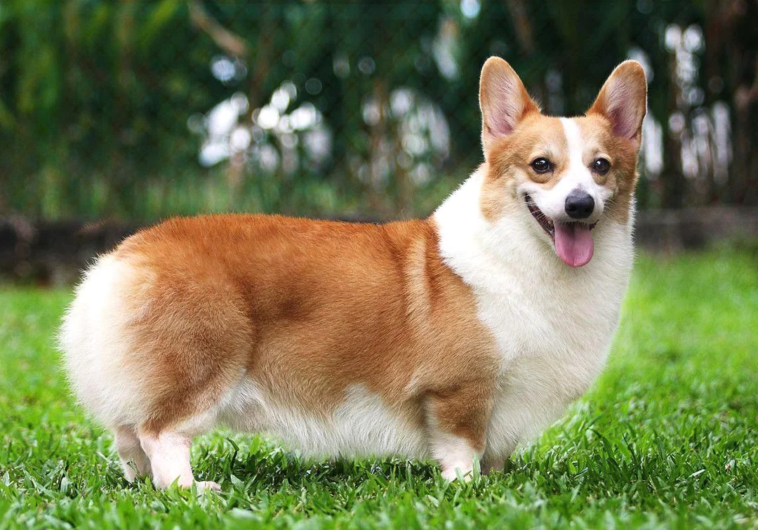 chó corgi chạy ngoài trời vui vẻ