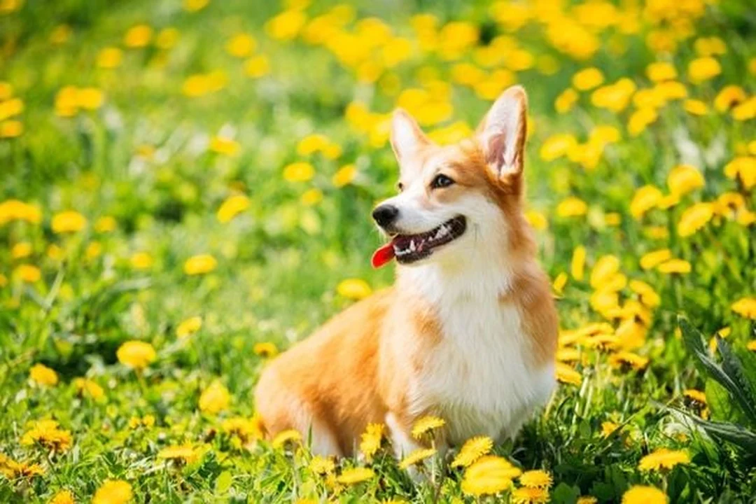 chó corgi có dễ nuôi không khi huấn luyện tại nhà