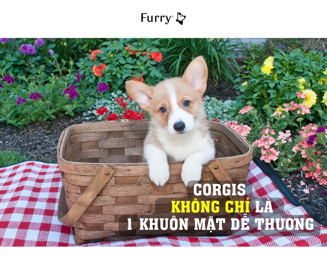 chó corgi có dễ nuôi không khi kiểm soát cân nặng
