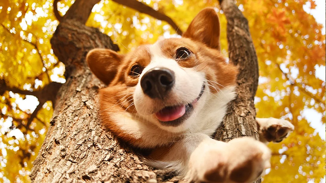 chó corgi có dễ nuôi không khi so sánh với giống chó khác