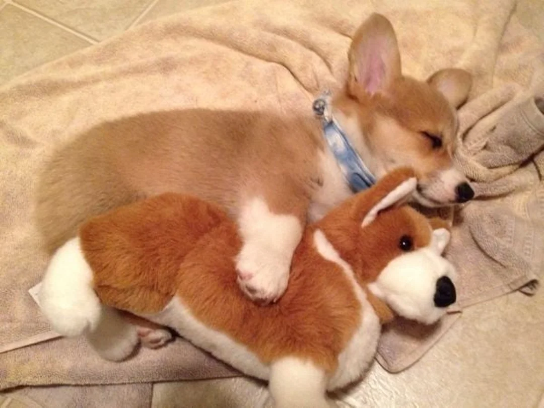 chó corgi có dễ nuôi không khi tính chi phí chăm sóc