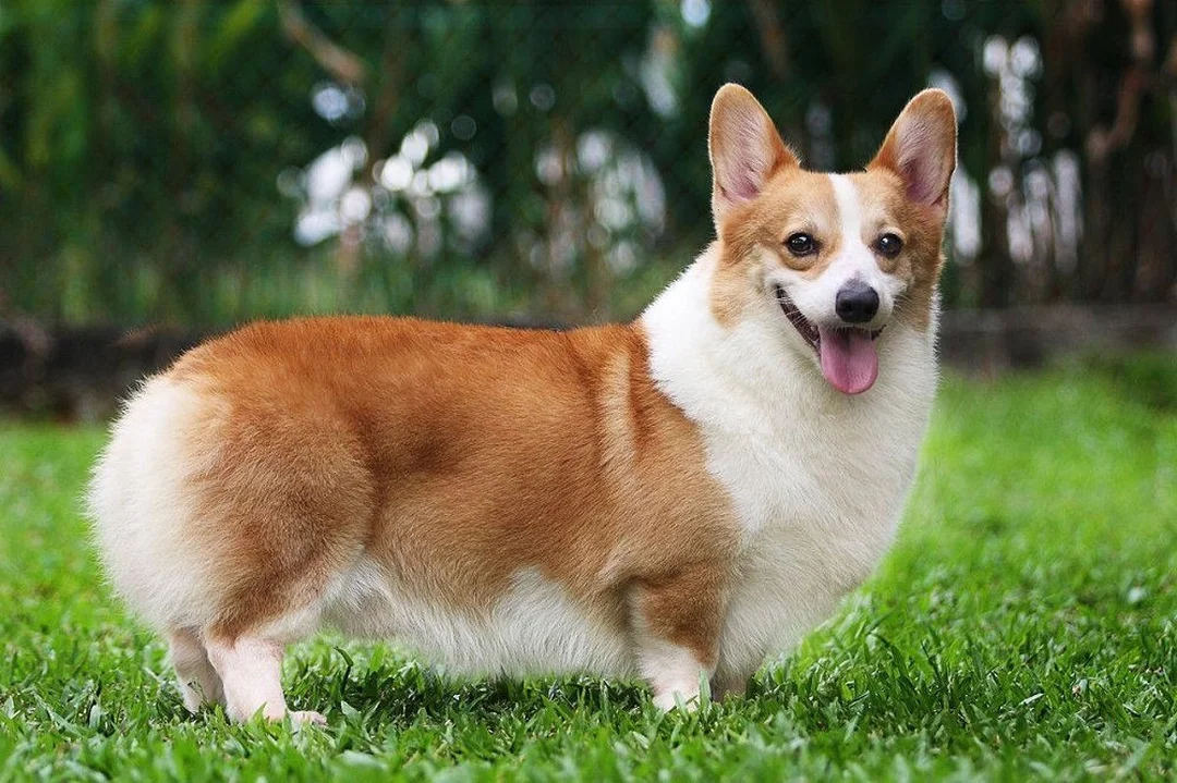 chó corgi có dễ nuôi không trong 30 ngày đầu về nhà