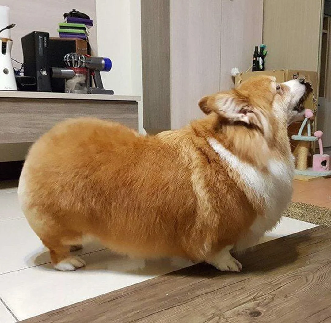 chó corgi có dễ nuôi không trong căn hộ gia đình