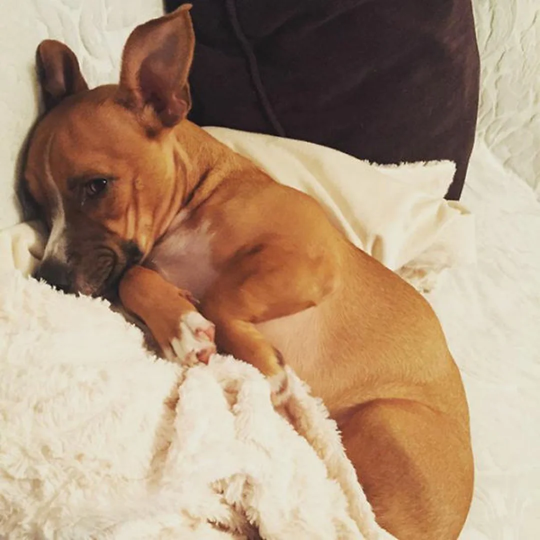 chó corgi con được chăm sóc theo lịch ăn ngủ đều đặn