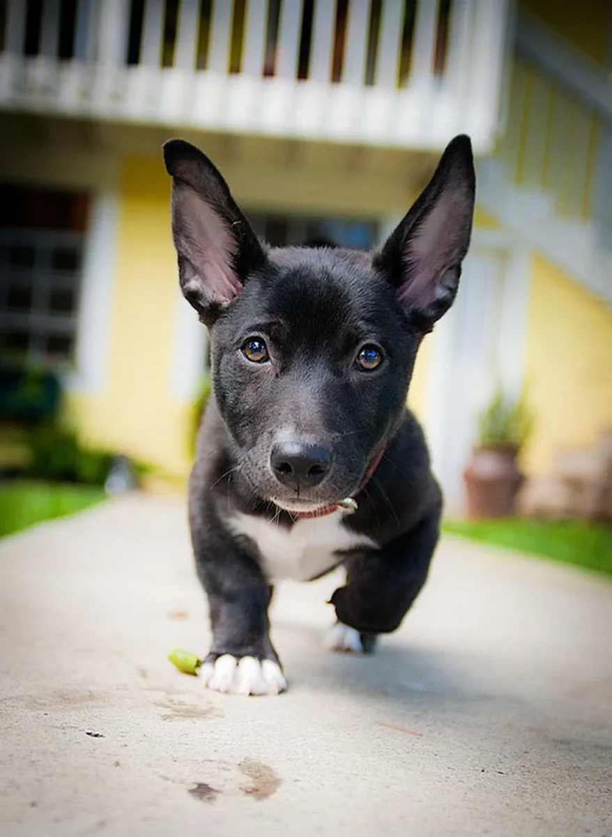 chó corgi con trong không gian sống nhỏ nhưng vẫn năng động