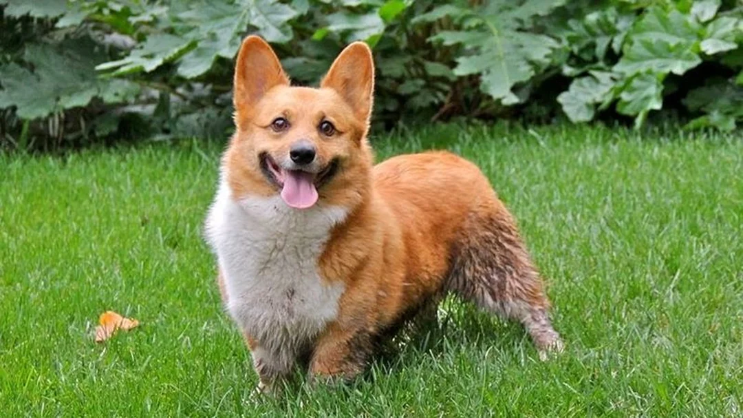 chó corgi của nước nào câu hỏi thường gặp