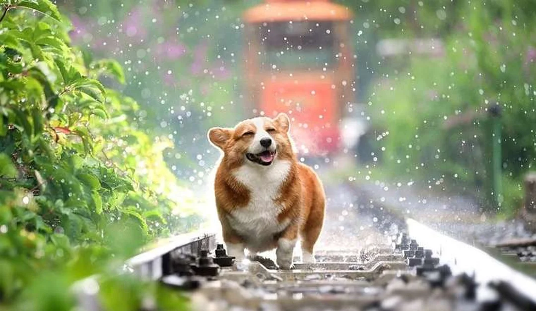 chó corgi của nước nào từng là chó chăn gia súc