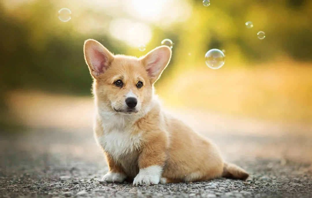 chó corgi của nước nào và giá bán tại Việt Nam 2026