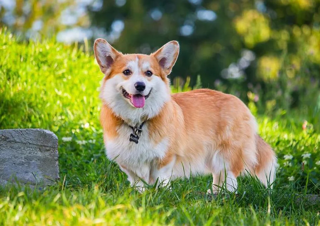 chó corgi của nước nào và sai lầm khi chọn mua