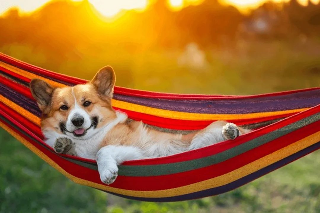 chó corgi cười ngoài trời nắng