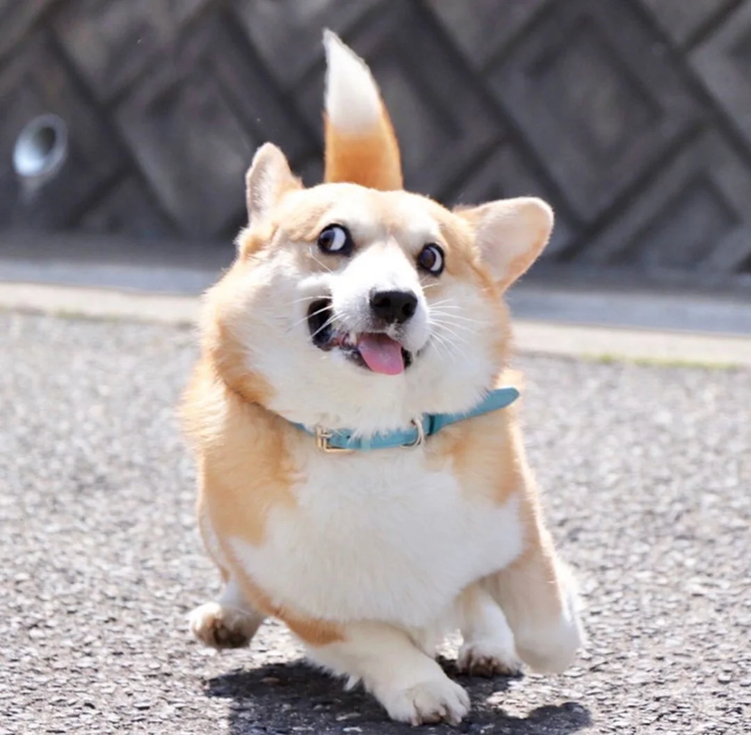 chó corgi cười trong ảnh mạng xã hội