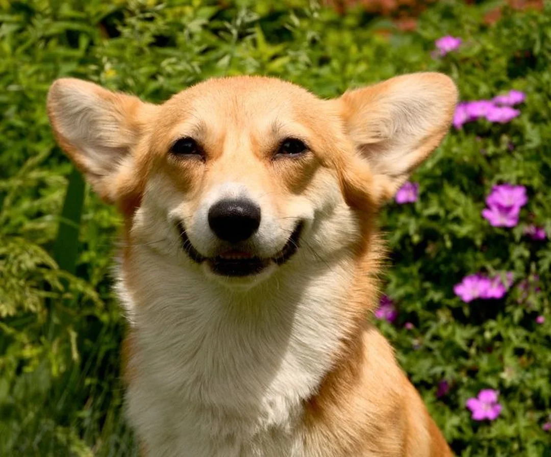 chó corgi cười với dáng ngồi dễ thương