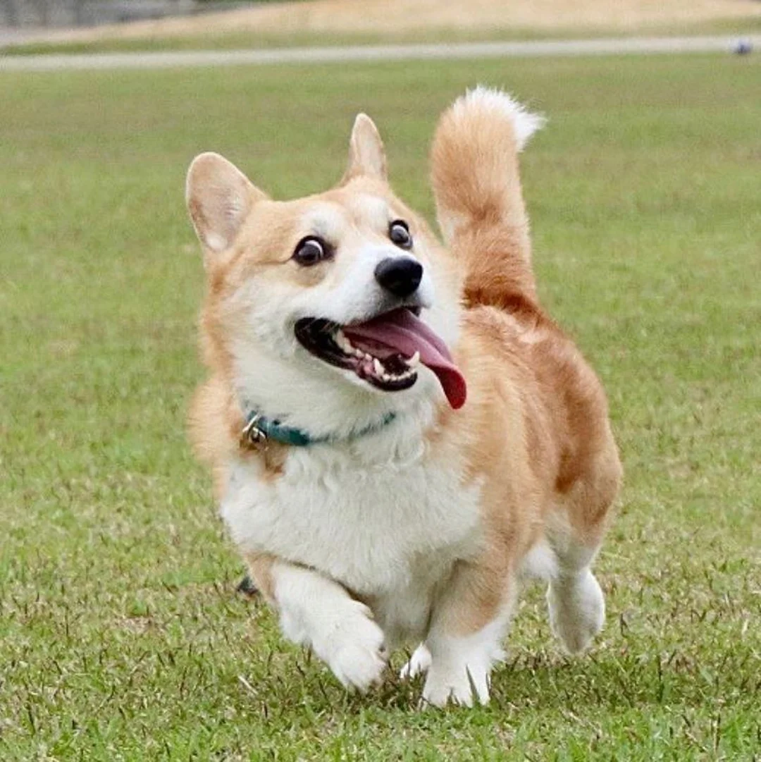 chó corgi cười với khuôn mặt lanh lợi