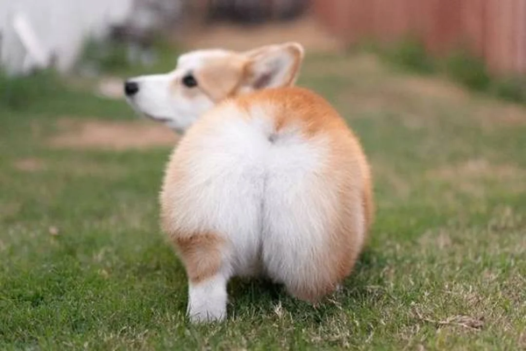 Chó corgi cụt đuôi dáng Pembroke chó corgi cụt đuôi dáng Pembroke chân ngắn